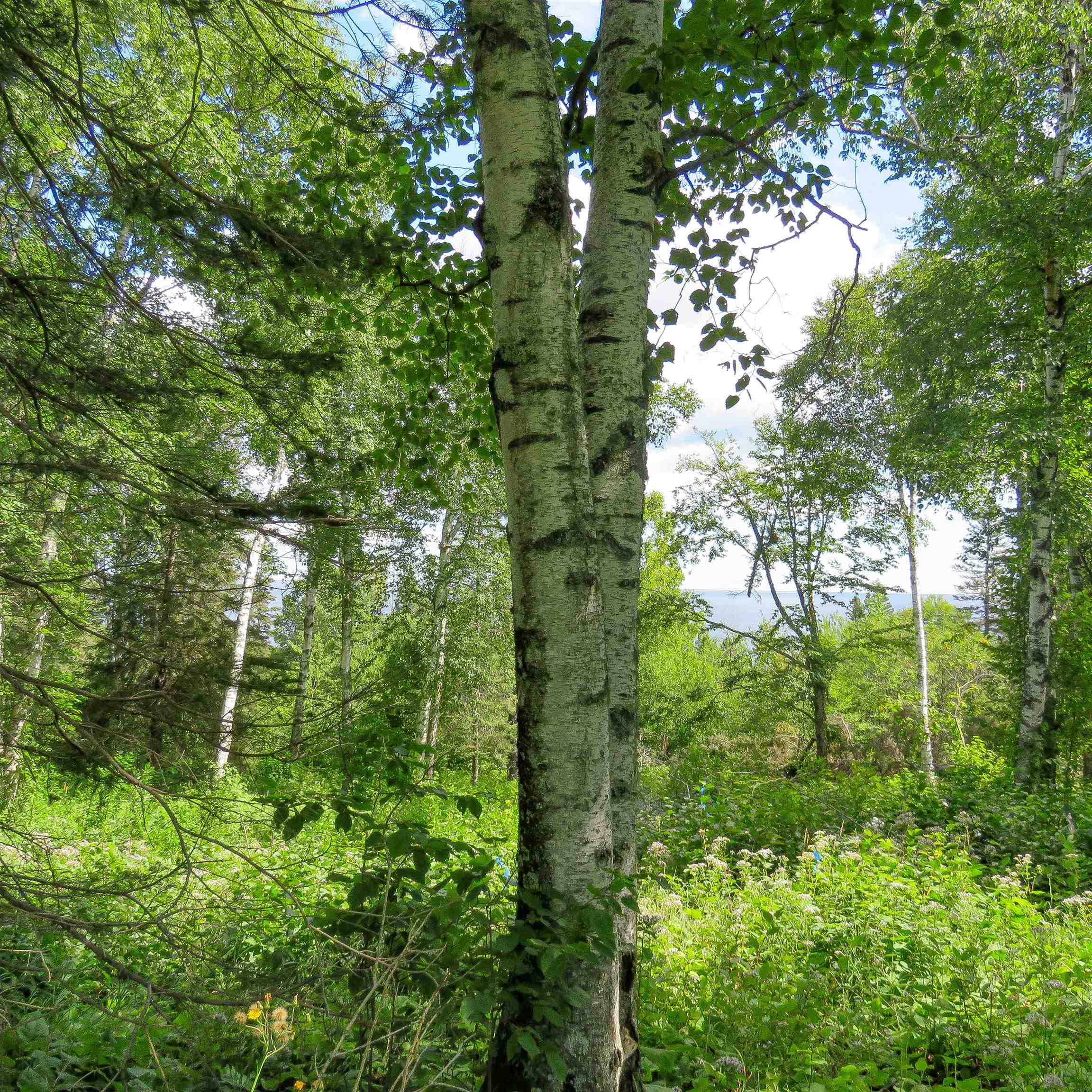 Xxx Hoaglund Drive Tofte, MN 55615 - Photo 27 of 58