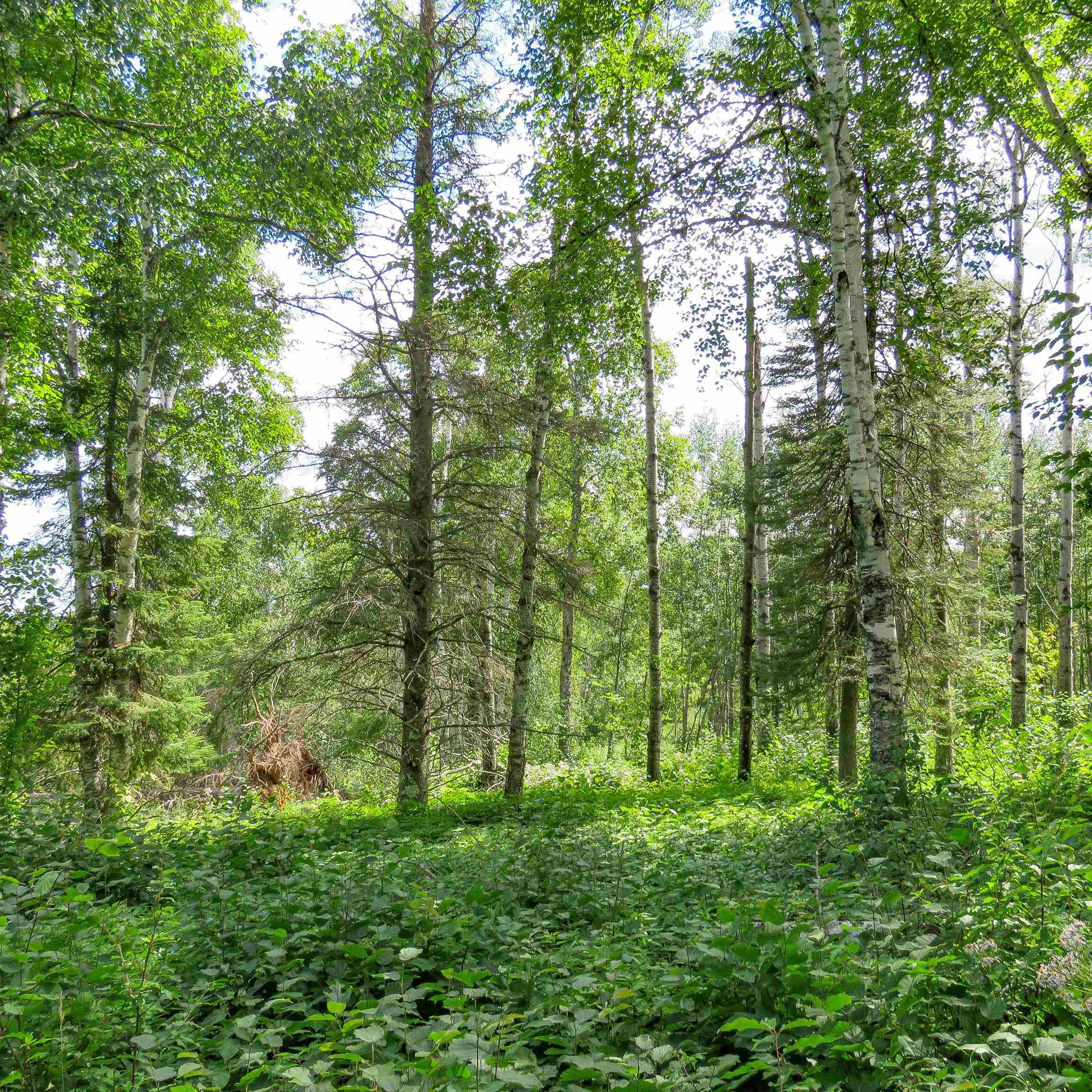 Xxx Hoaglund Drive Tofte, MN 55615 - Photo 28 of 58