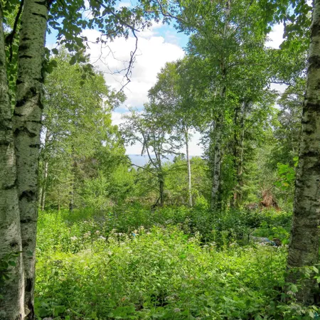 $119,000 | Xxx Hoaglund Drive, Tofte, MN 55615