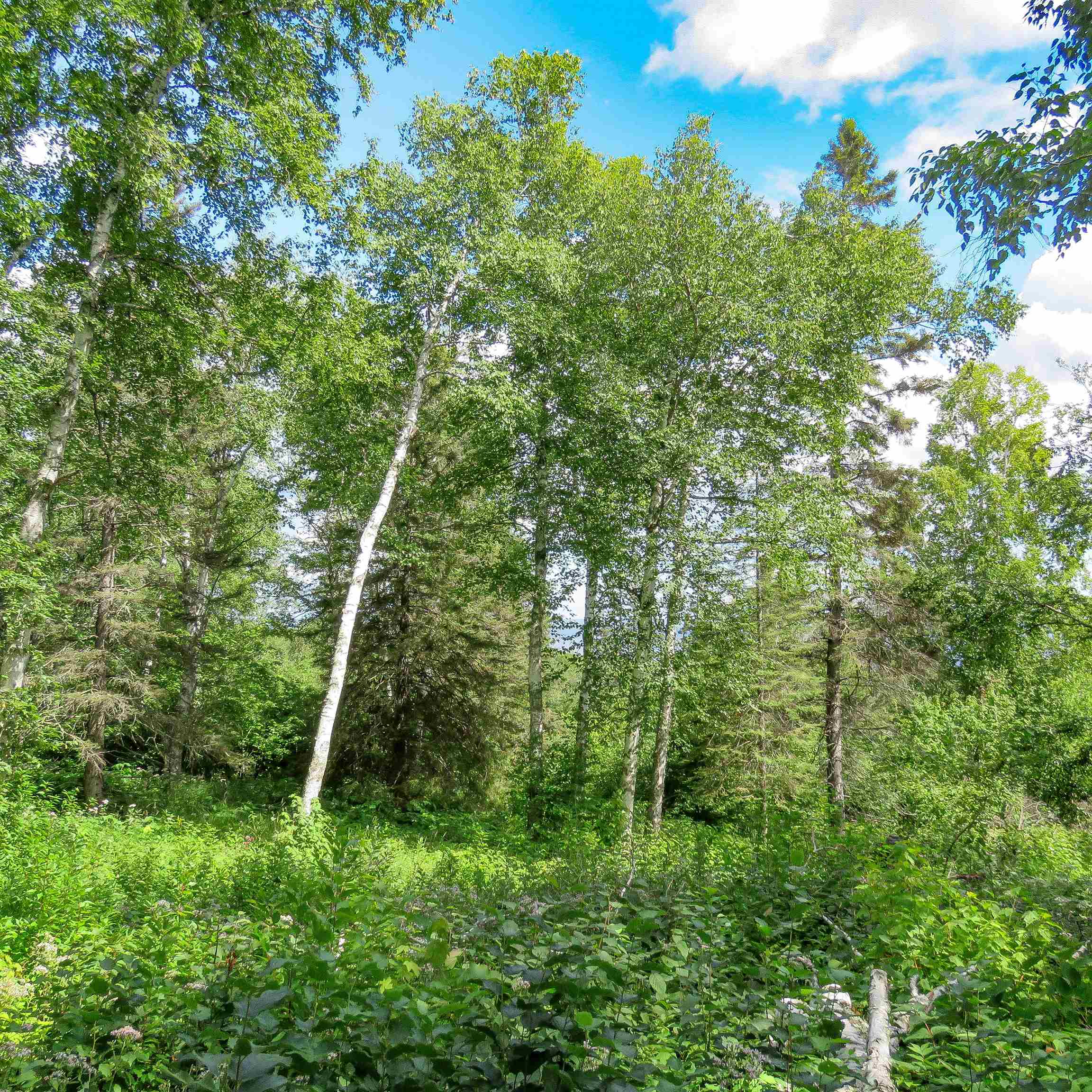 Xxx Hoaglund Drive Tofte, MN 55615 - Photo 30 of 58