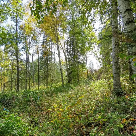 $129,000 | Xxx Hoaglund Drive, Tofte, MN 55615