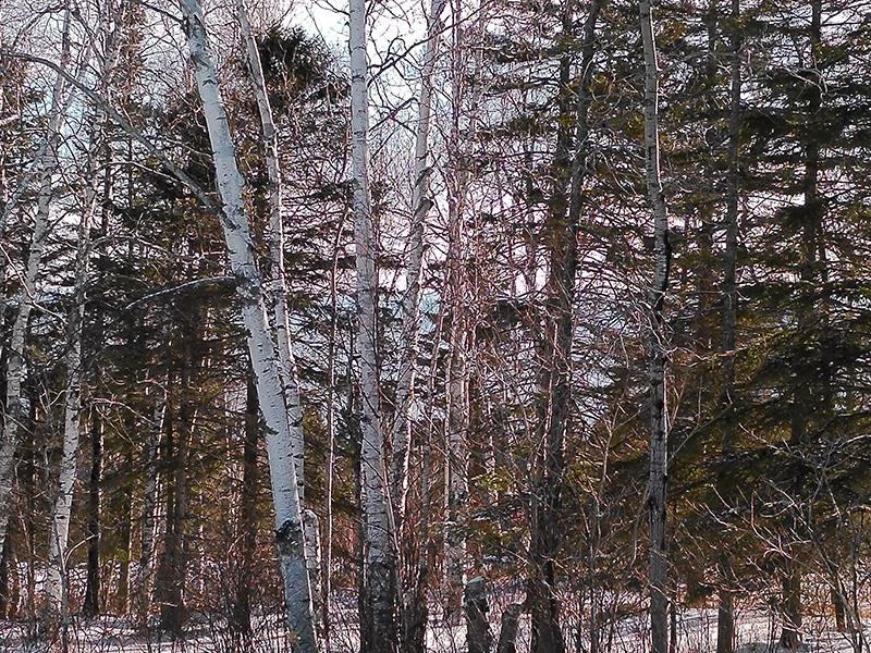 Xxx Hoaglund Drive Tofte, MN 55615 - Photo 3 of 58