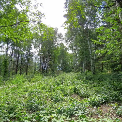 $129,000 | Xxx Hoaglund Drive, Tofte, MN 55615