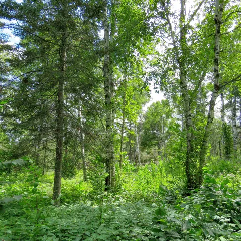 $129,000 | Xxx Hoaglund Drive, Tofte, MN 55615