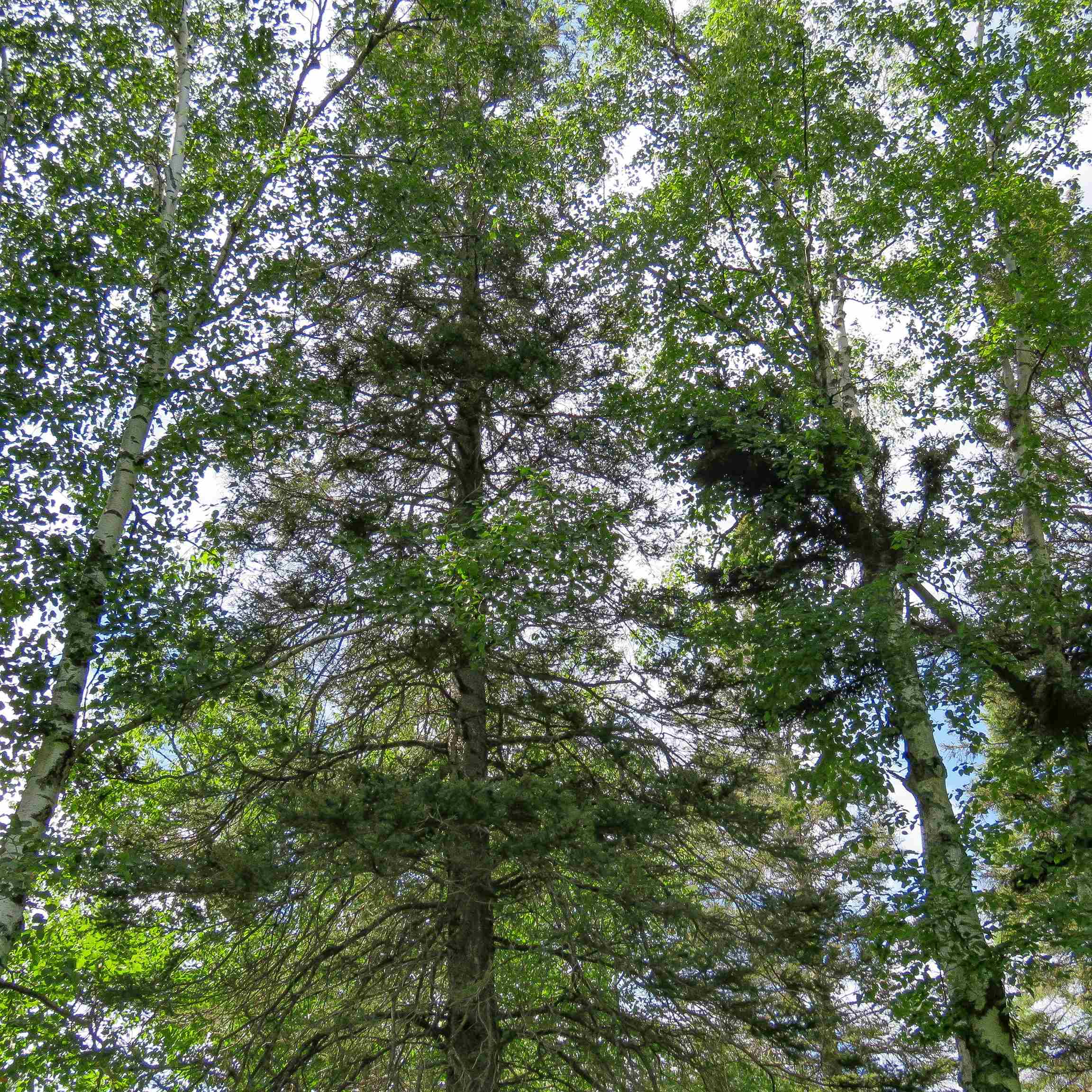 Xxx Hoaglund Drive Tofte, MN 55615 - Photo 35 of 58