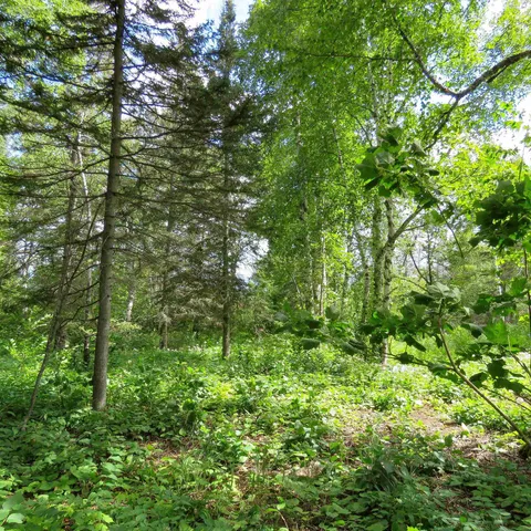 $129,000 | Xxx Hoaglund Drive, Tofte, MN 55615