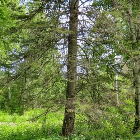 $119,000 | Xxx Hoaglund Drive, Tofte, MN 55615