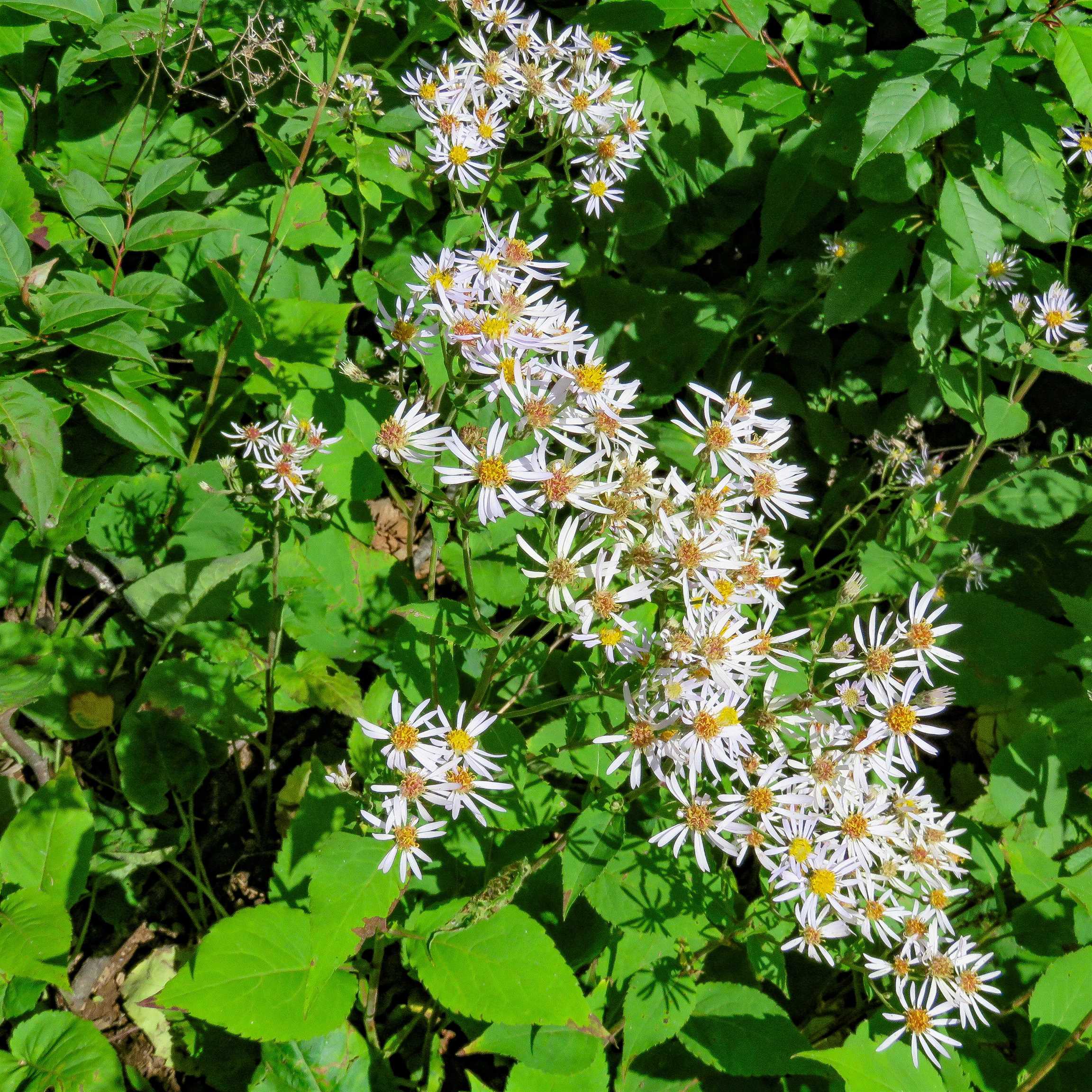 Xxx Hoaglund Drive Tofte, MN 55615 - Photo 36 of 58