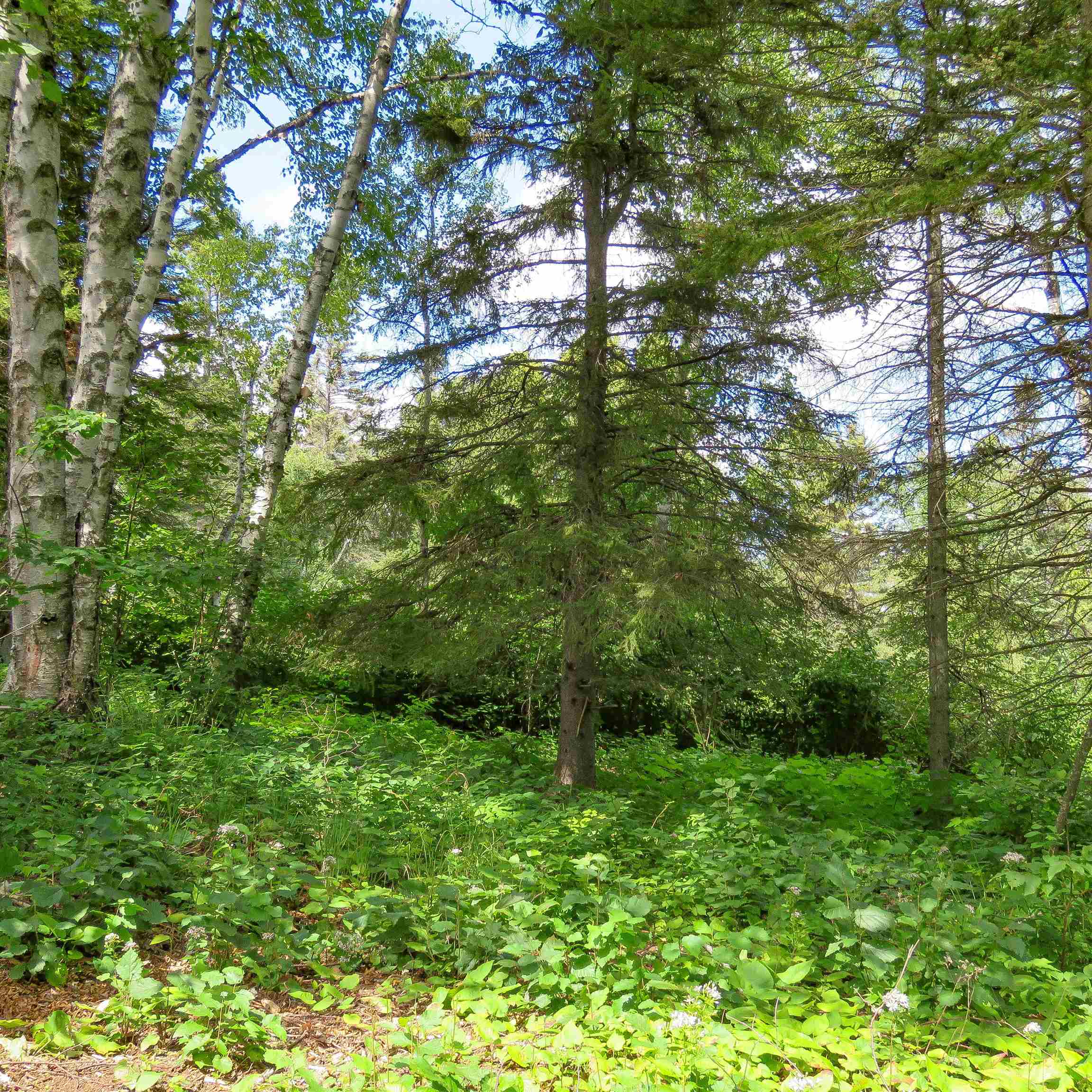 Xxx Hoaglund Drive Tofte, MN 55615 - Photo 37 of 58