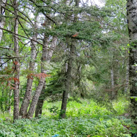 $119,000 | Xxx Hoaglund Drive, Tofte, MN 55615
