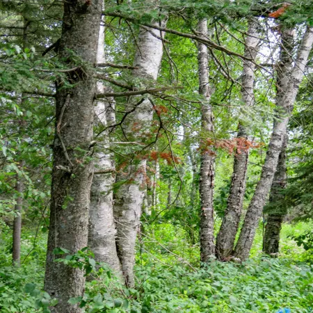 $119,000 | Xxx Hoaglund Drive, Tofte, MN 55615