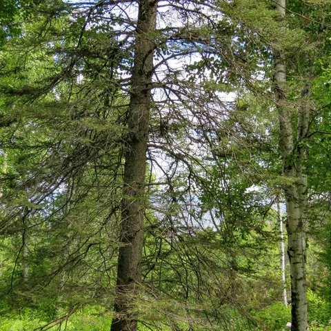 $129,000 | Xxx Hoaglund Drive, Tofte, MN 55615