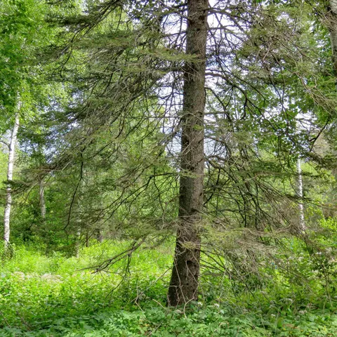 $129,000 | Xxx Hoaglund Drive, Tofte, MN 55615