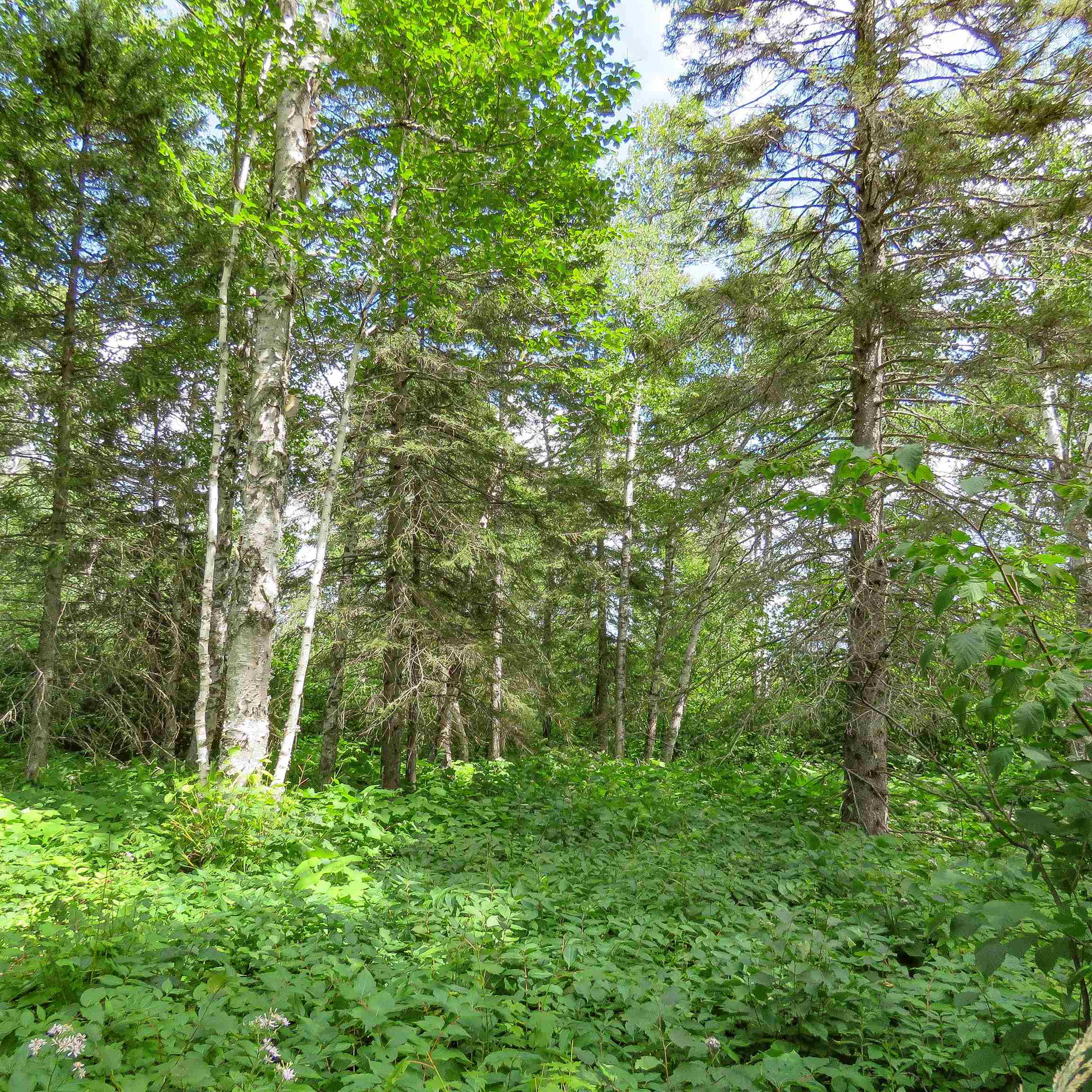 Xxx Hoaglund Drive Tofte, MN 55615 - Photo 41 of 58