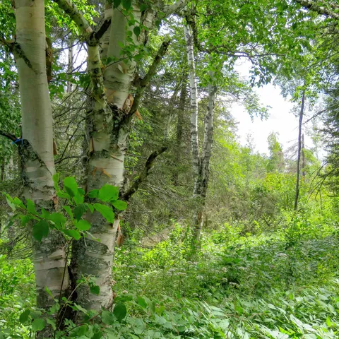 $129,000 | Xxx Hoaglund Drive, Tofte, MN 55615