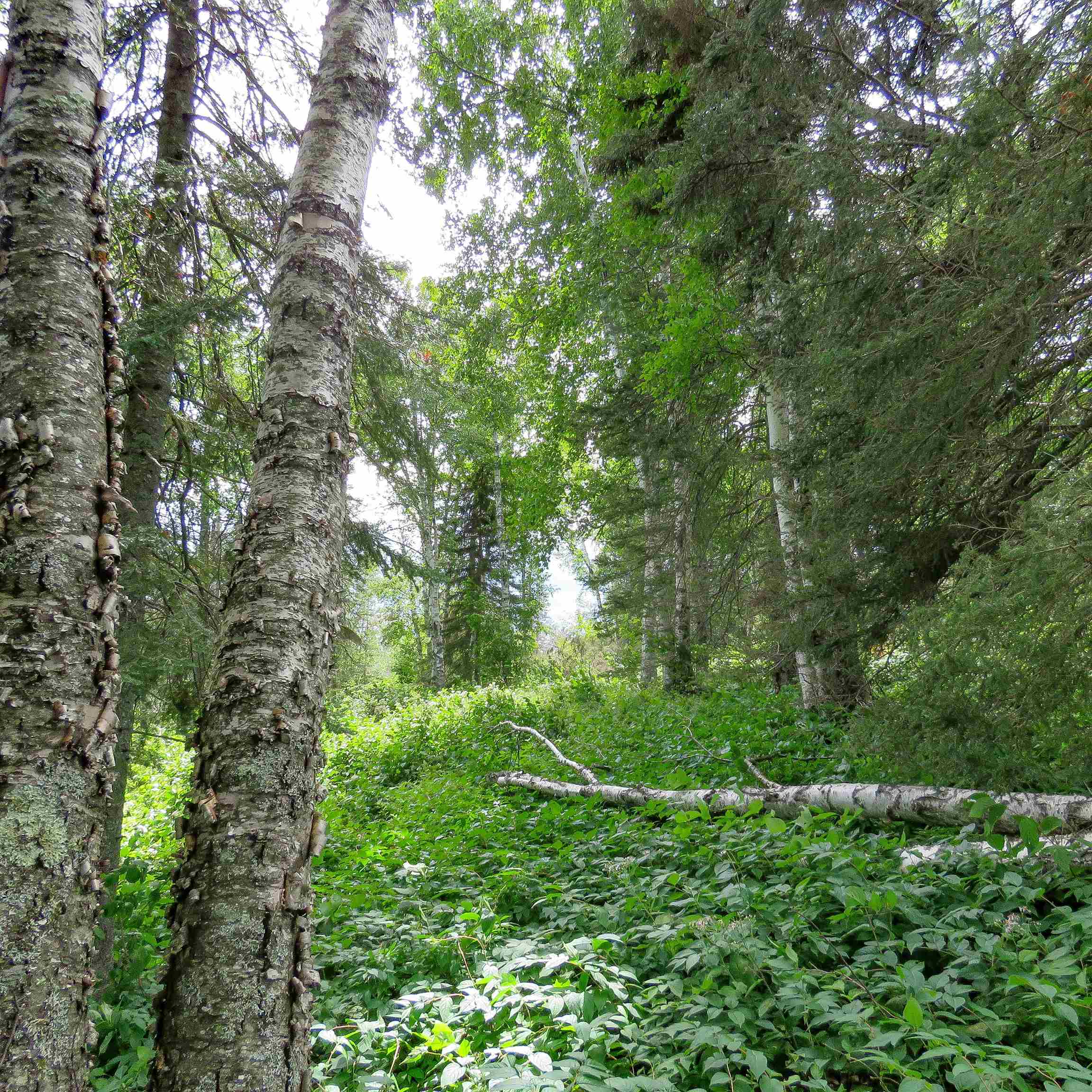 Xxx Hoaglund Drive Tofte, MN 55615 - Photo 44 of 58