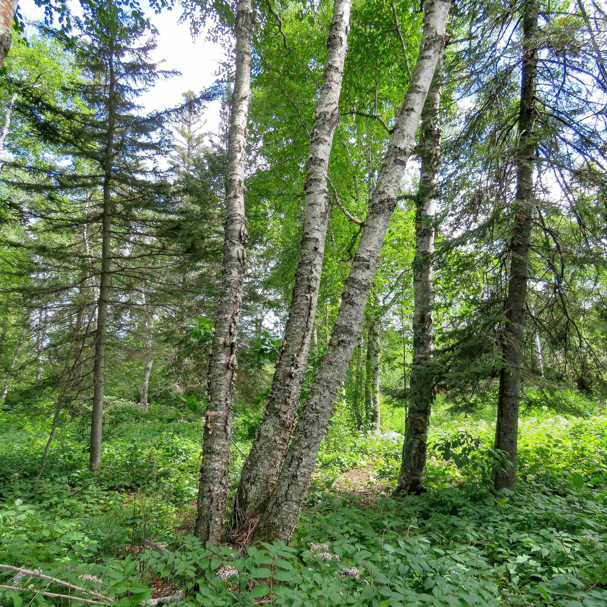 Xxx Hoaglund Drive Tofte, MN 55615 - Photo 46 of 58