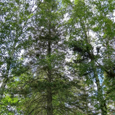 $119,000 | Xxx Hoaglund Drive, Tofte, MN 55615