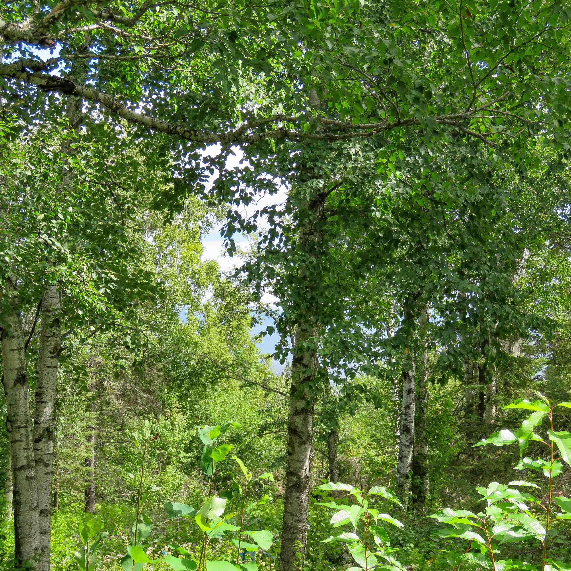 Xxx Hoaglund Drive Tofte, MN 55615 - Photo 48 of 58