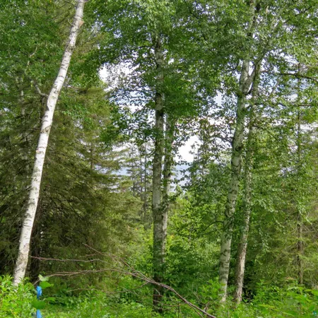 $119,000 | Xxx Hoaglund Drive, Tofte, MN 55615