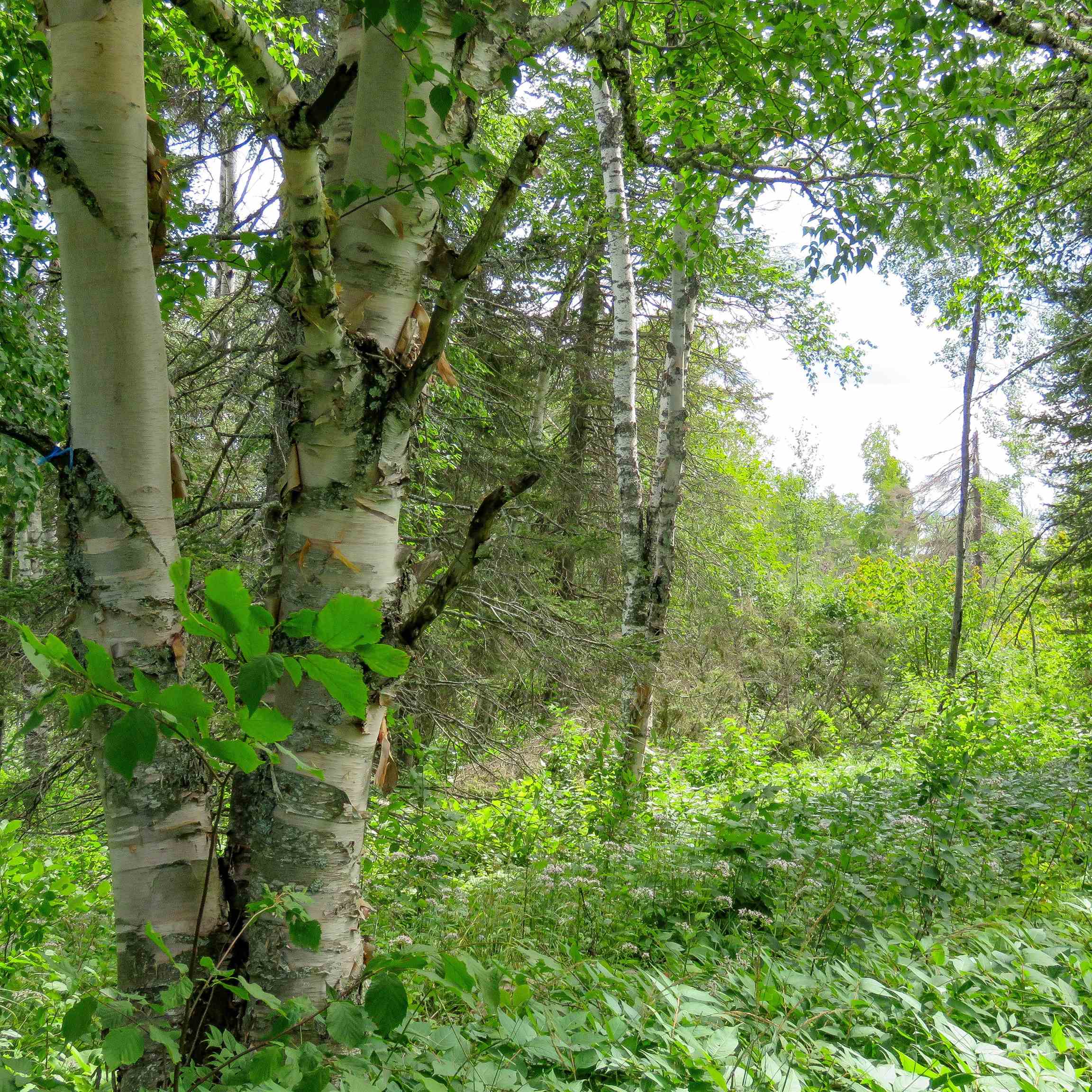 Xxx Hoaglund Drive Tofte, MN 55615 - Photo 51 of 58