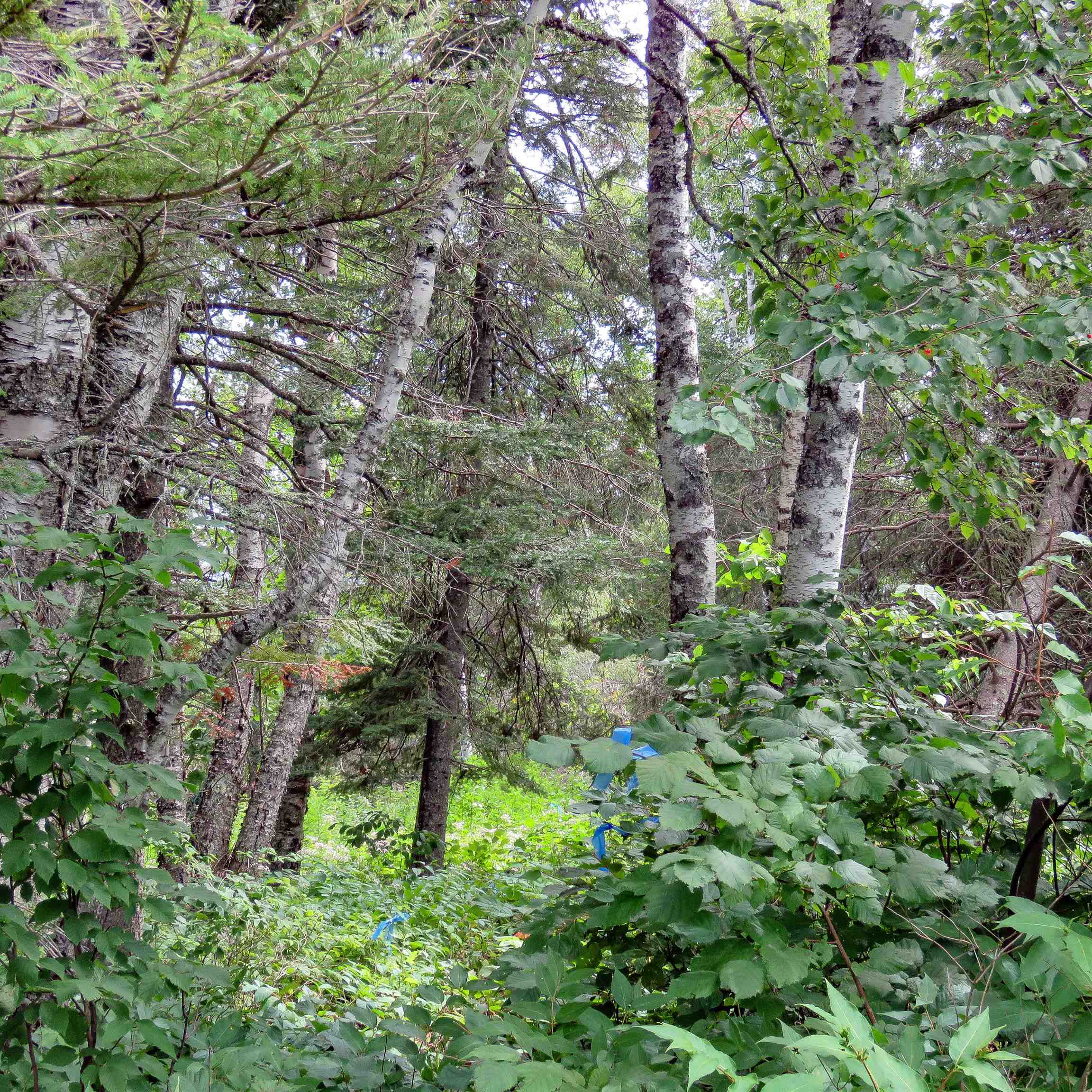 Xxx Hoaglund Drive Tofte, MN 55615 - Photo 53 of 58