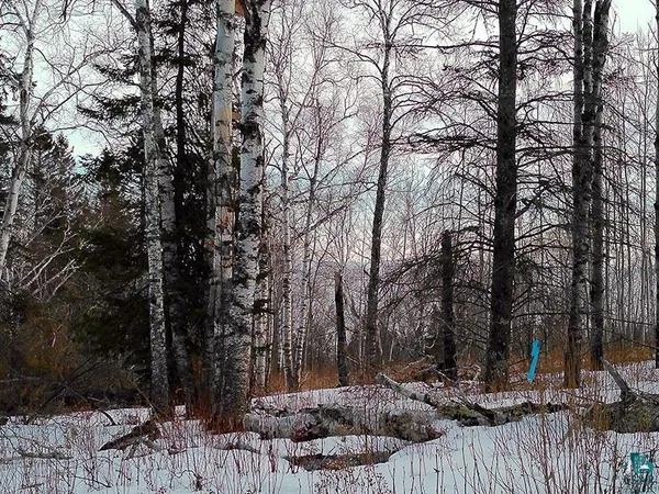 $119,000 | Xxx Hoaglund Drive, Tofte, MN 55615
