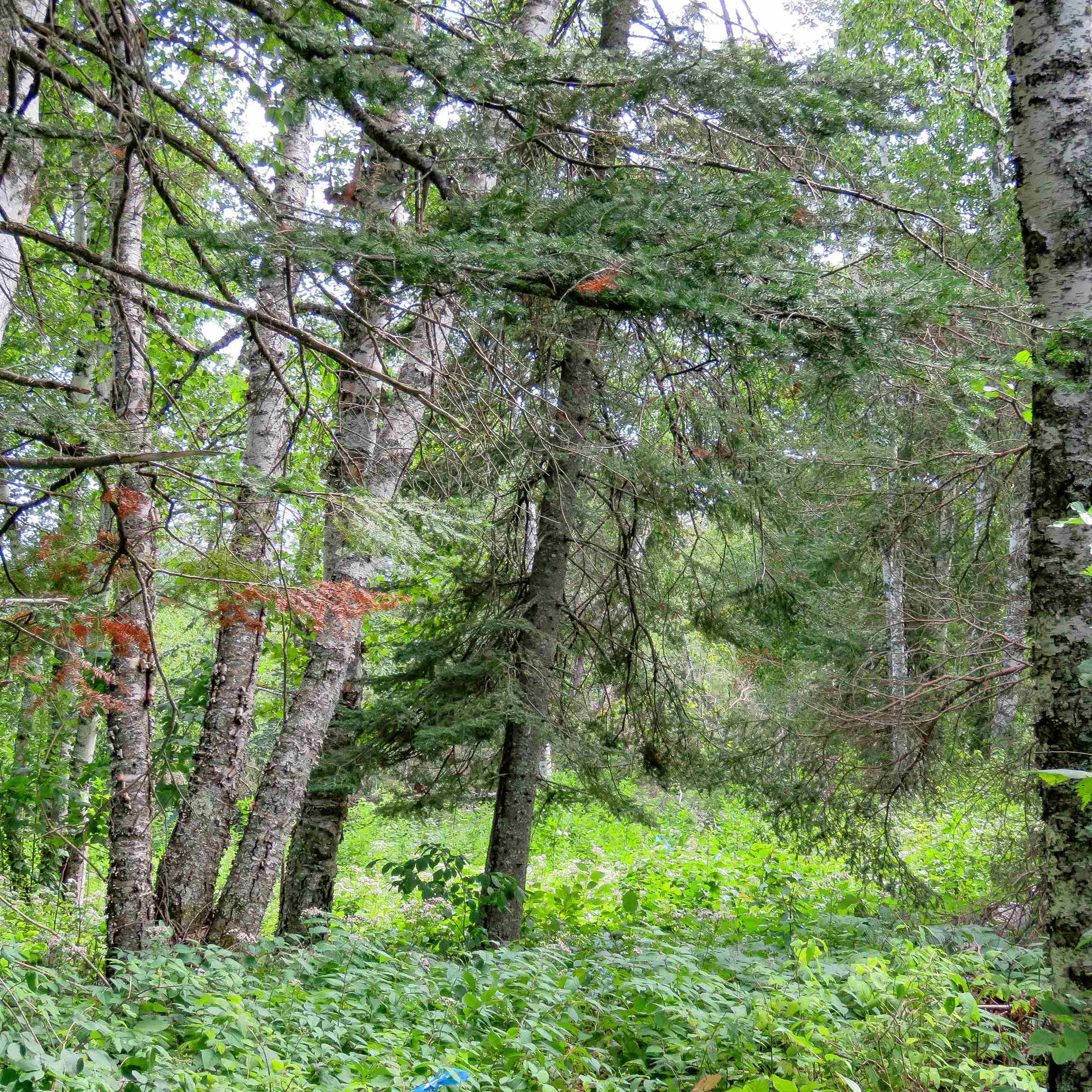 Xxx Hoaglund Drive Tofte, MN 55615 - Photo 55 of 58