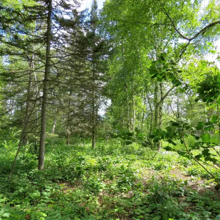 $119,000 | Xxx Hoaglund Drive, Tofte, MN 55615