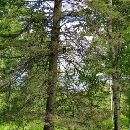 $119,000 | Xxx Hoaglund Drive, Tofte, MN 55615