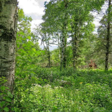 $119,000 | Xxx Hoaglund Drive, Tofte, MN 55615