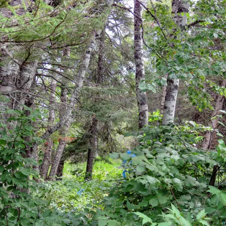 $119,000 | Xxx Hoaglund Drive, Tofte, MN 55615