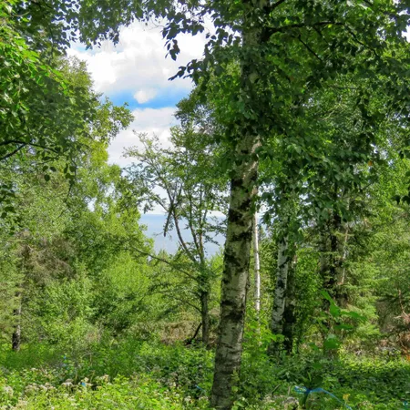 $119,000 | Xxx Hoaglund Drive, Tofte, MN 55615