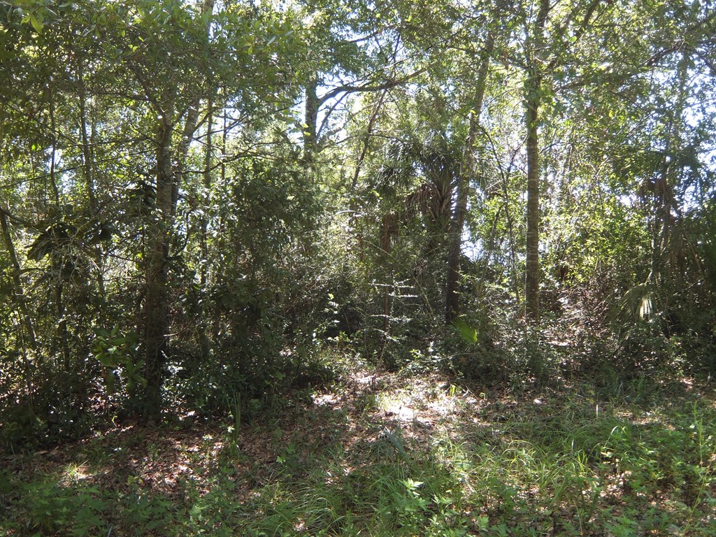 306 Northwest 5th Street Carrabelle, FL 32322 - Photo 3 of 5