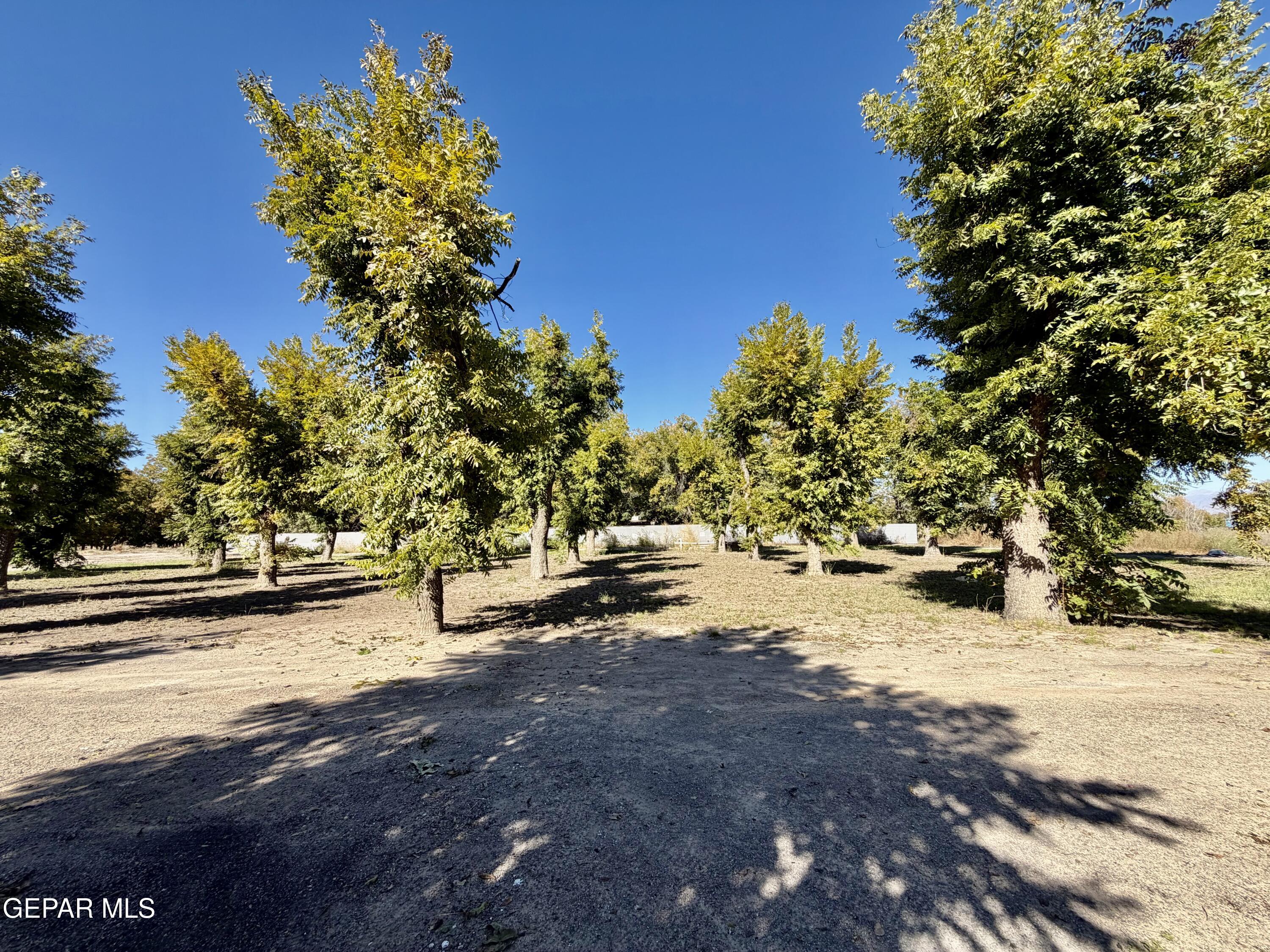 2452 West Ohara Road Anthony, NM 88021 - Photo 35 of 56 a view of a yard with a tree