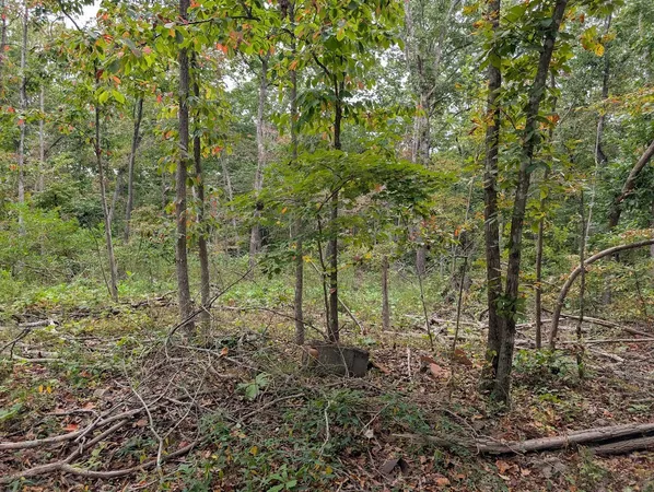 a view of a forest with large trees
