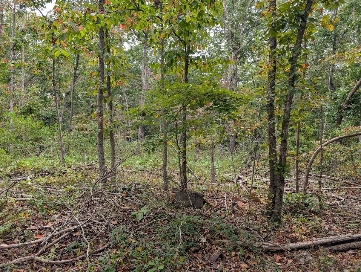 0 Deer Run Road Altamont, TN 37301 - Photo 11 of 13 a view of a forest with large trees