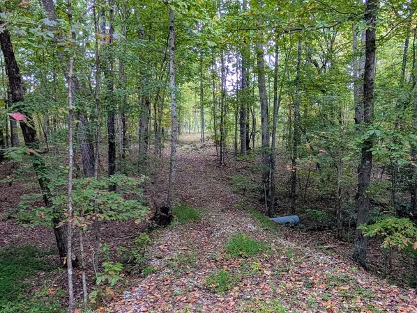 a view of a forest that has large trees