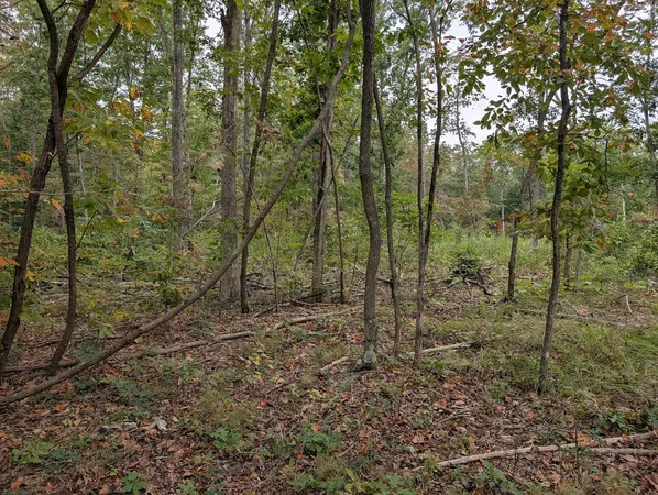 a view of a forest with trees