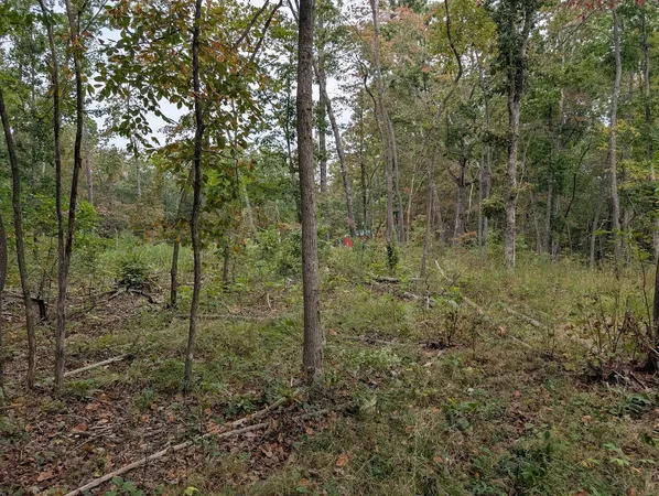 a view of a forest with trees in the background