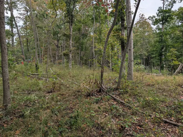 a view of a forest with trees in the background