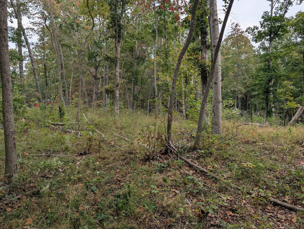 0 Deer Run Road Altamont, TN 37301 - Photo 7 of 13 a view of a forest with trees in the background