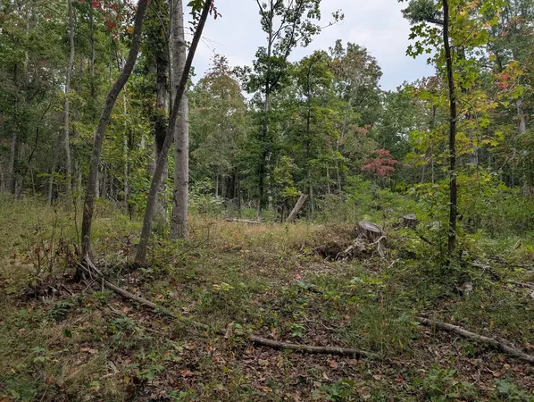 a view of a forest with trees in the background