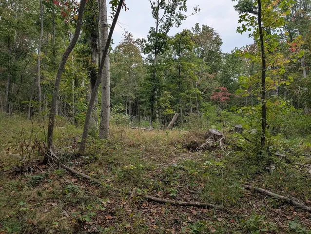 a view of a forest with trees in the background