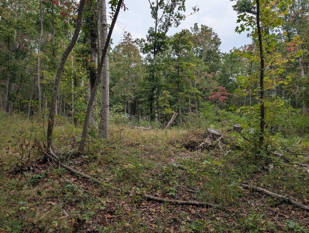 0 Deer Run Road Altamont, TN 37301 - Photo 8 of 13 a view of a forest with trees in the background