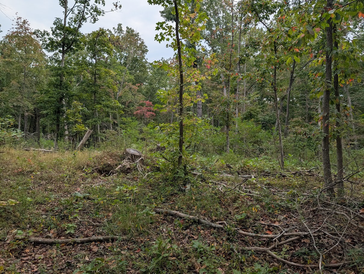 0 Deer Run Road Altamont, TN 37301 - Photo 9 of 13 a view of a forest filled with trees