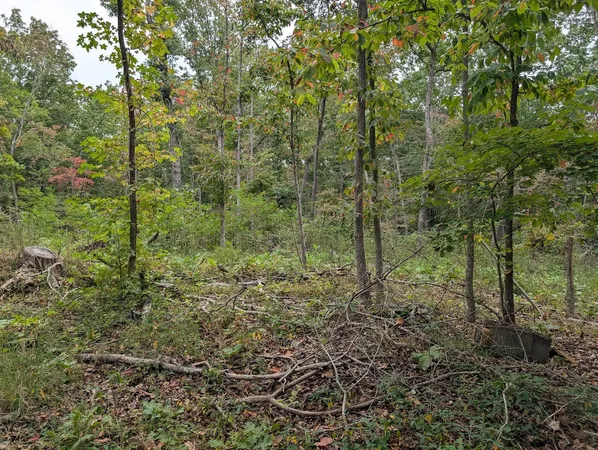a view of a forest with lots of trees