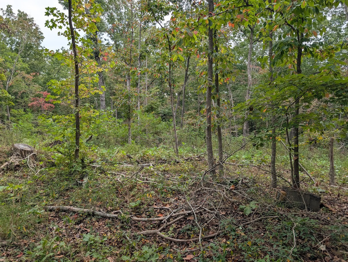 0 Deer Run Road Altamont, TN 37301 - Photo 10 of 13 a view of a forest with lots of trees