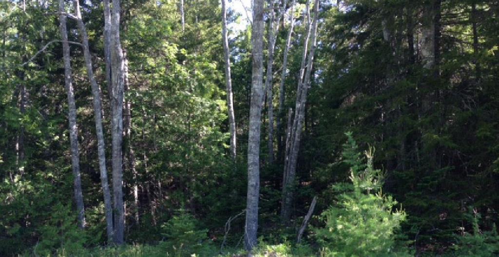 Lot 56-1 Lot Road Cutler, ME 04626 - Photo 1 of 1 Land