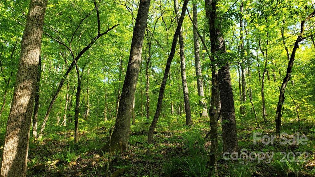 0 Sugar Hollow Road, Unit 1 PROPOSED Clover, SC 29710 - Photo 24 of 27 a view of forest